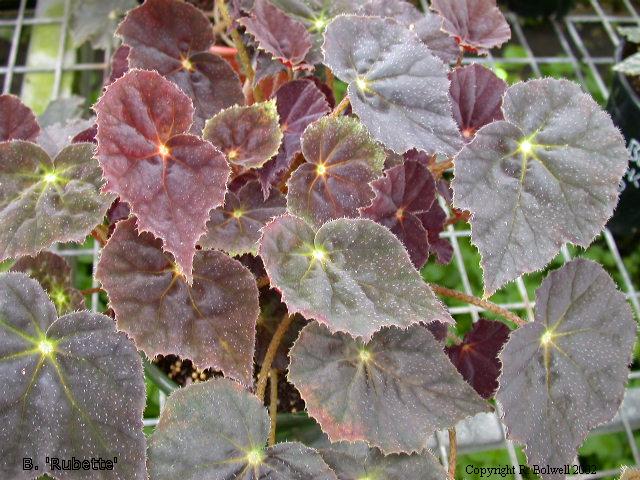 B. ‘Rubette’